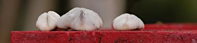 DSC_4682CoralShelfFxSh2_33.jpg