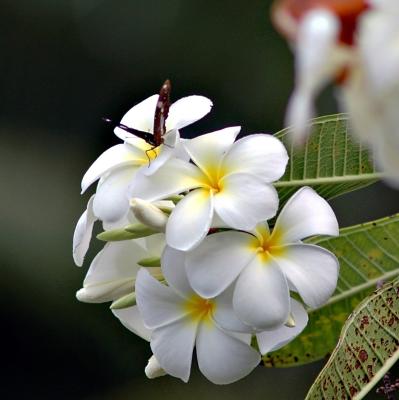 DSC_4732PlumeriaButterflyFxSh.jpg