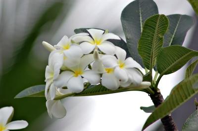 DSC_4736NaturesBouquetteFxSh2_Sm.jpg