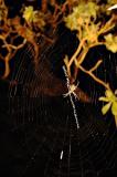 DSC_6479XspiderFxSh_Sm.jpg