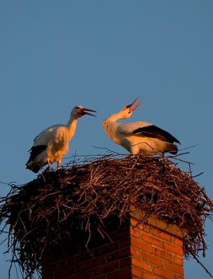 Storks in last light