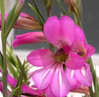 Gladiolus italicus (Turk. arpa iegi)