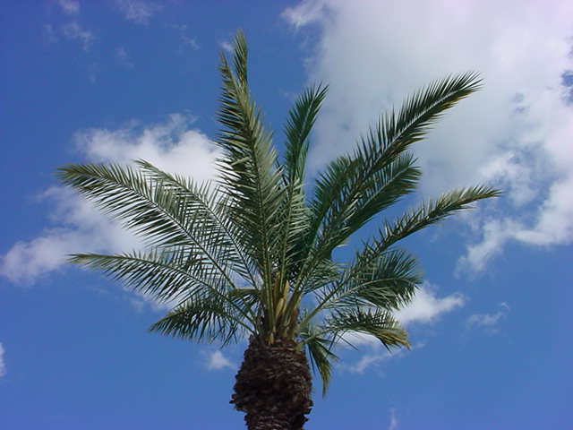 paradise palm<br>in paradise palms