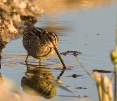 common snipe_MG_9434.jpg