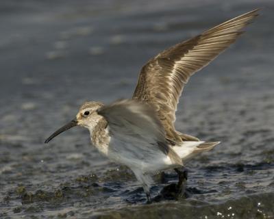 curlew sandpiper_MG_6766.jpg