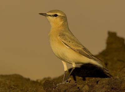 Isabeliine Wheatear