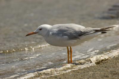 u10/otto1/medium/41432270.slenderbilledgull.jpg