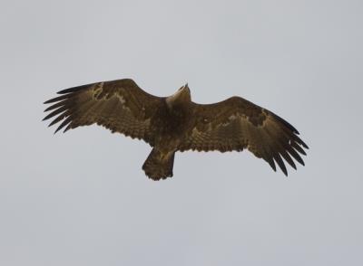 Steppe Eagle