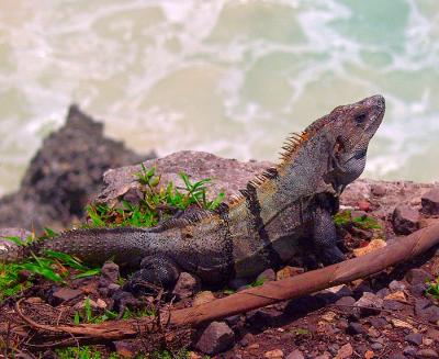 Iguana with a  View