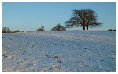 Heath In Snow