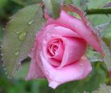 megiansrose.jpg