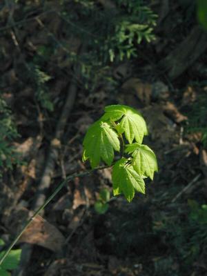 P1010044a.jpg