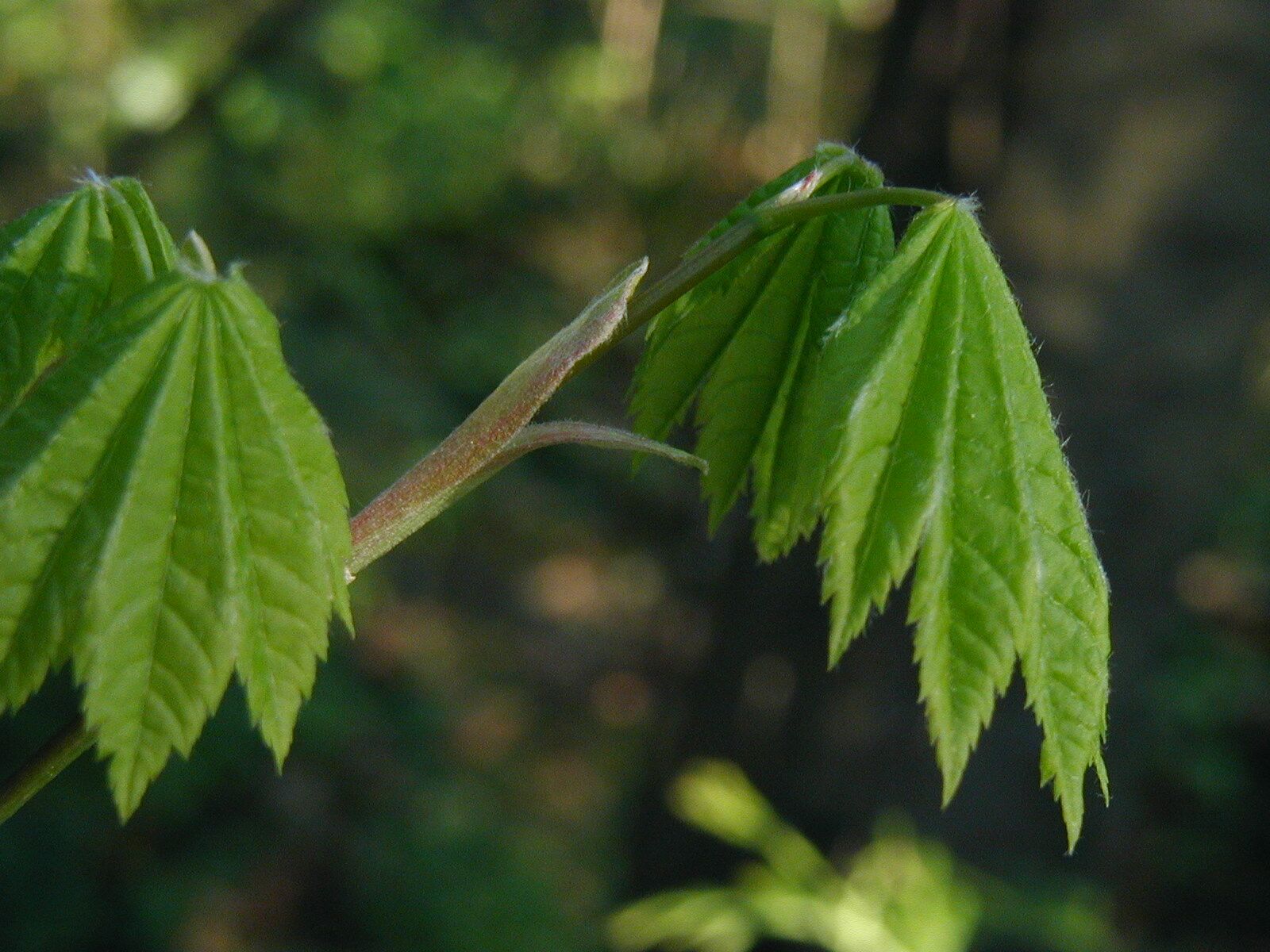 P1010041.jpg