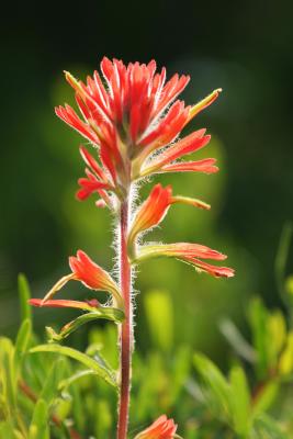 Red Wildflower