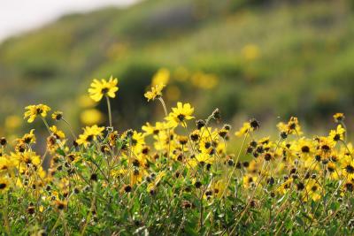 Wildflowers in Torrey Pines