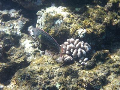 Yellow Tail Coris ( I think ?)