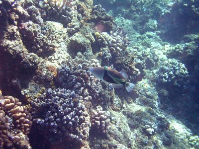 Reef Trigger Fish