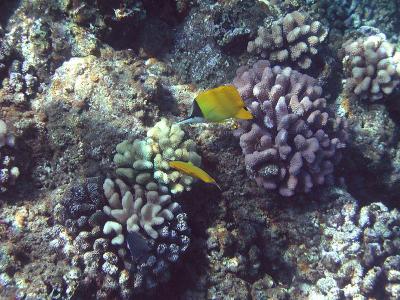 Longnose Butterfly Fish