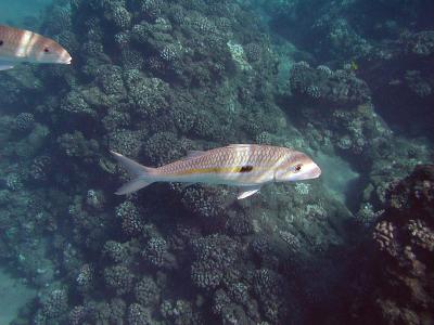 Yellow Stripe Goat Fish