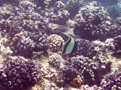 Moorish Idol