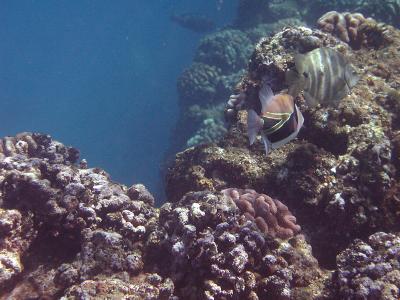 Reef Trigger Fish and ?