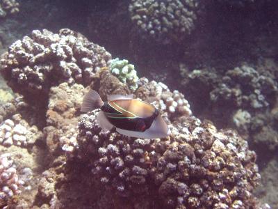 Reef Trigger Fish