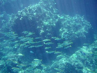 Herd of Yellow Strip Goat fishes or is that school