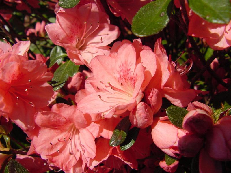 azalea02.jpg