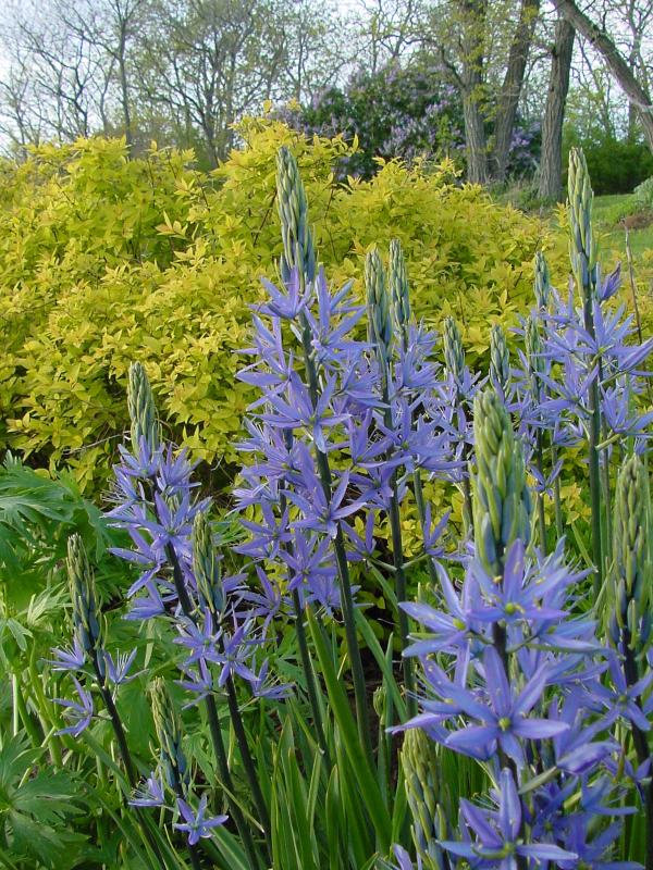 camassia and spireae2.jpg