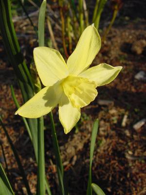 daffodil9.jpg