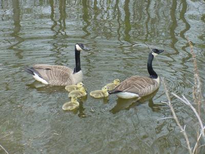 canada geese2.jpg