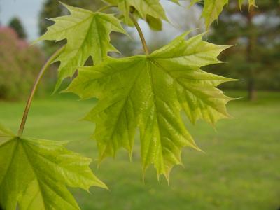 maple norway var.jpg