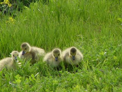 canada geese3.jpg