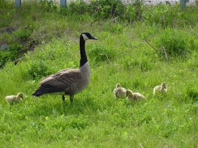 canada geese4.jpg