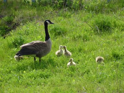 canada geese5.jpg