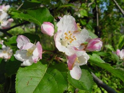 appleblossom02.jpg