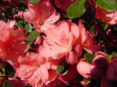 azalea02.jpg