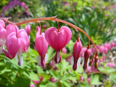 bleeding heart02.jpg