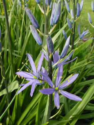 blueflower2.jpg