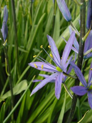 blueflower3.jpg