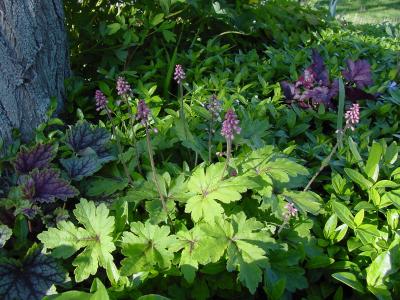 heucheras 02.jpg