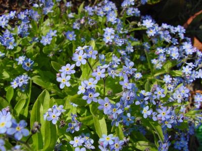 forget me not.jpg
