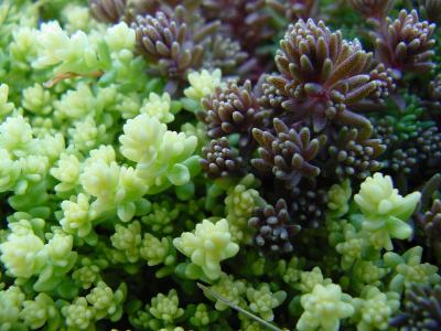 sedum2.jpg