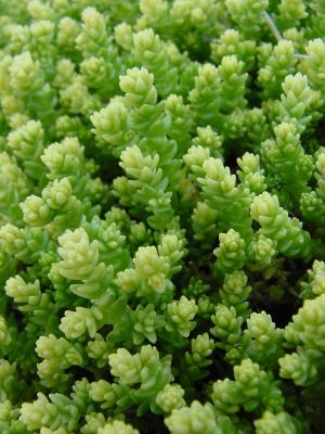 sedum3.jpg