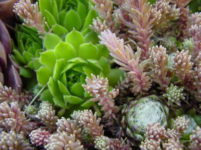 sedum6.jpg