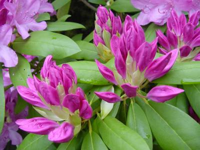rhodo 02.jpg