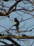 squirrel twig.jpg