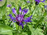 centaurea blue.jpg