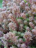 sedum4.jpg