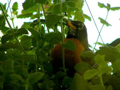 Robin in hanging plant
